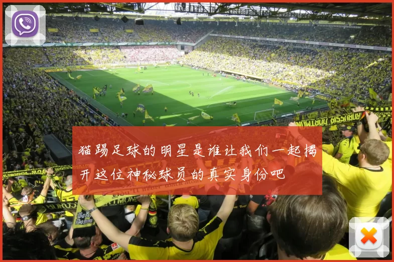 猫踢足球的明星是谁让我们一起揭开这位神秘球员的真实身份吧